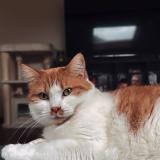 Photo de chat perdu à Namur