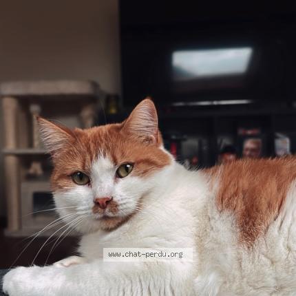 Photo 1/1 Sunny Chat perdu à Namur