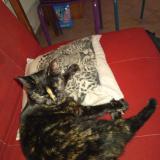 Photo de chat trouvé à Saint Eloy Les Mines