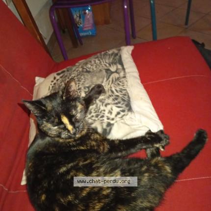 Photo 1/1 Chat trouvé Trouvé à Saint eloy les mines