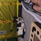 Photo de chat perdu à Apopka