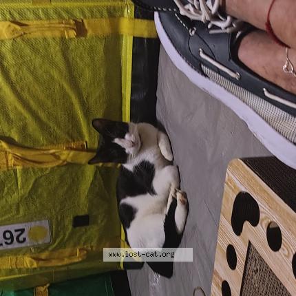 Photo 1/1 Olivia Chat perdu à Apopka