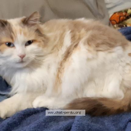 Photo 1/1 Caouette Chat perdu à Cestas