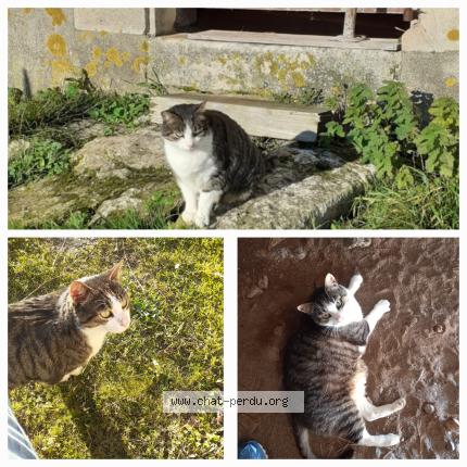 Photo 1/1 Chat retrouvé Perdu à Saulge