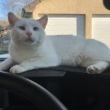 Photo de chat perdu à Villiers Sous Grez