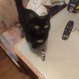 Photo de chat trouvé à Moissac