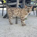 Photo de chat perdu à La Farlede