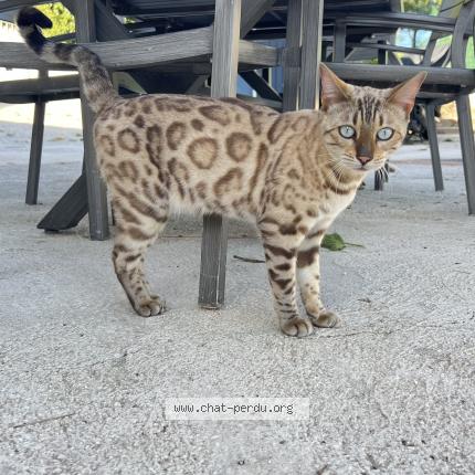 Photo 1/1 Silky Chat perdu à La farlede