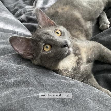 Photo 1/1 Hedda Chat perdu à Gresy sur isere