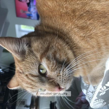 Photo 1/1 O&rsquo;Maley Chat perdu à Mesnil ozenne