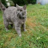 Photo de chat perdu à Valence