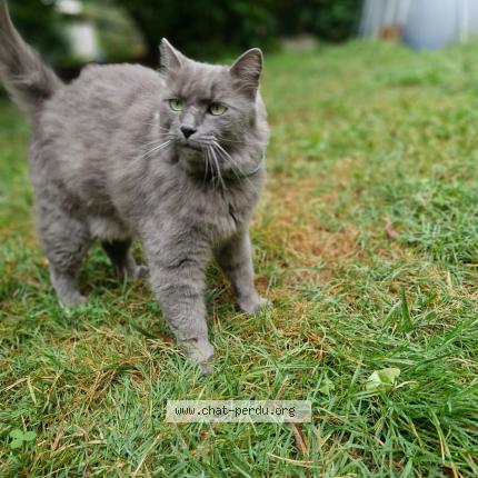 Photo 1/2 Louxor Chat perdu à Valence