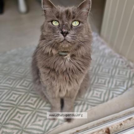 Photo 2/2 Louxor Chat perdu à Valence