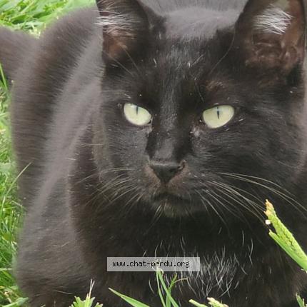 Photo 1/1 Chat retrouvé Perdu à Servas