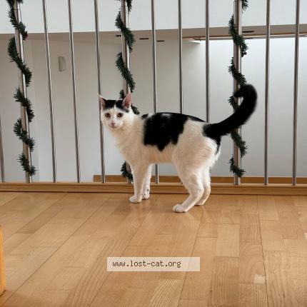 Photo 1/1 Gucci Chat perdu à London