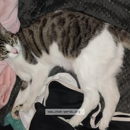 Photo 1/1 Chat retrouvé Perdu à Blancs Coteaux Vertus