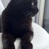 Photo de chat perdu à Montauban De Bretagne