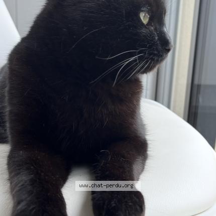 Photo 1/1 Rico Chat perdu à Montauban de bretagne