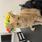 Photo de chat perdu à Saint Nazaire