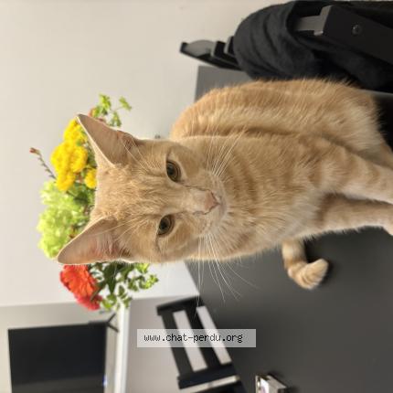 Photo 1/1 pitchou Chat perdu à Saint nazaire