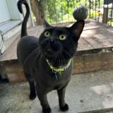 Photo de chat perdu à L Assomption