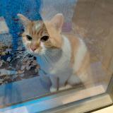 Photo de chat trouvé à Herstal