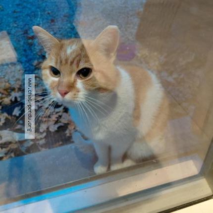 Photo 1/1 Chat trouvé Trouvé à Herstal