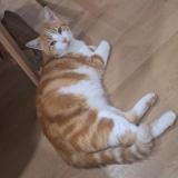 Photo de chat perdu à Esprels