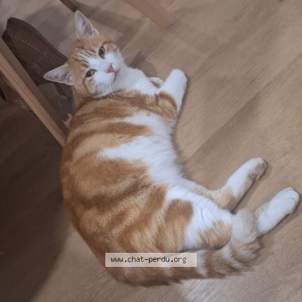 Photo 1/1 Furious Chat perdu à Esprels