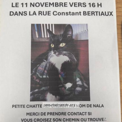 Photo 1/1 NALA Chat perdu à Sin le noble
