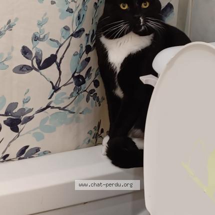 Photo 1/1 Chat retrouvé Perdu à Quebec