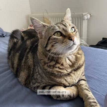 Photo 1/1 Oyanna Chat perdu à Biarrotte