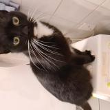 Photo de chat trouvé à Langon