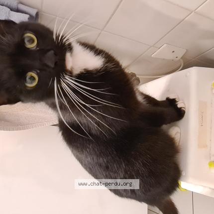 Photo 1/2 Chat trouvé Trouvé à Langon