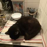 Photo de chat perdu à Caen