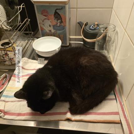 Photo 1/1 Chat retrouvé Perdu à Caen