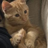 Photo de chat perdu à Revel