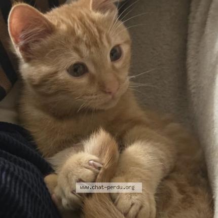 Photo 1/1 Rasmout Chat perdu à Revel