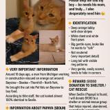 Photo de chat perdu à North York