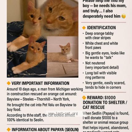 Photo 1/1 Papaya Chat perdu à North york