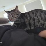 Photo de chat perdu à Gray Court