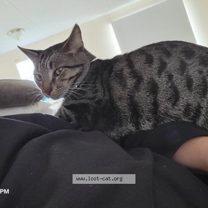 Photo 1/1 Butters Chat perdu à Gray court