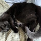 Photo de chat perdu à Bucyrus