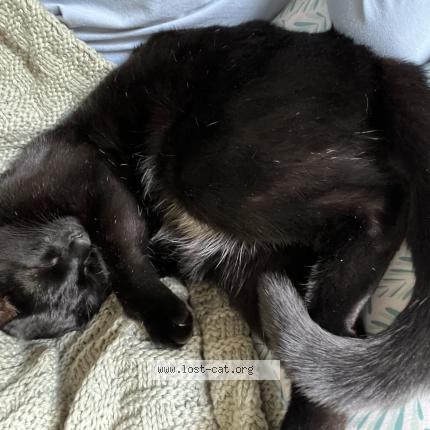 Photo 1/1 Lucky Chat perdu à Bucyrus