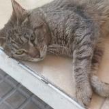 Photo de chat trouvé à La Plata