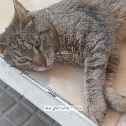 Photo 1/1 Chat trouvé Trouvé à La plata