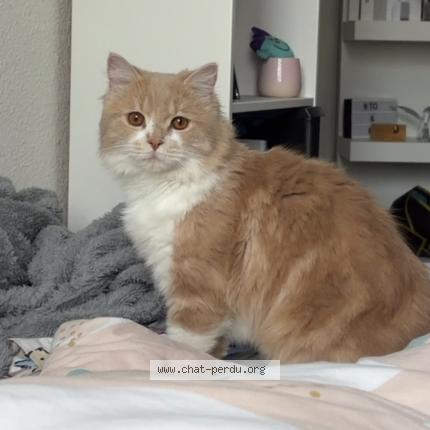 Photo 1/1 Mochi Chat perdu à Cournon d auvergne