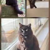 Photo de chat perdu à Bethines