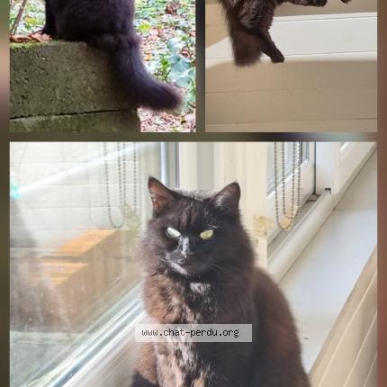 Photo de chat perdu à Bethines