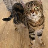 Photo de chat trouvé à Chevroux